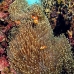 anemonefish_falseclown_sr_v_0705_png0243.jpg